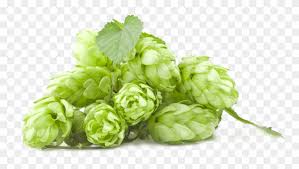 Lúpulo — planta cannabiácea (humulus lupulus) de cuyas flores se extrae la lupulina, una sustancia diccionario médico. Lupulo E Trigo Png Transparent Png 1000x602 1231727 Pngfind