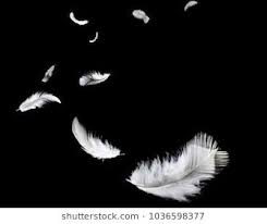 Abstract Photography Black And White Wallpaper Abstract White Feather Falling In The Dark On Black Background Beautiful Wallpapers Backgrounds Feather Photography White Feathers