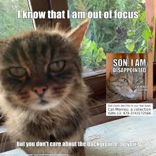kittensofinstagram meme kitten cutecat catlife petstagram catmeme meme reading booklover bookstagrammer k katzen memes servietten falten servietten