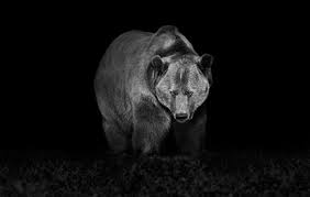 Download black and white bear stock photos. Grizzly On Behance