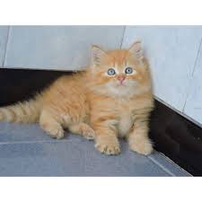 Harga di bawah untuk kucing berumur 2 sampai 6 bulan. Kitten Persia Medium Shopee Indonesia