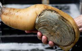 The first thing you should do is rinse the clams in cool water. Are Open Clams Dead Is It Safe To Eat Them If They Re Open Quora