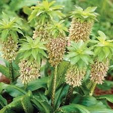 Image result for Eucomis