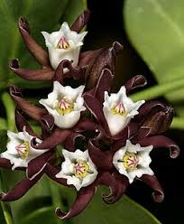 Image result for Cynanchum mossambicense