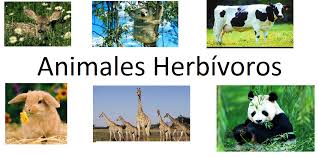 Hervivoros