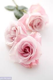 صور ورود أجمل صور خلفيات ورد للهاتف أجمل الورود الطبيعية Pink Roses Pretty Flowers Pink Flowers