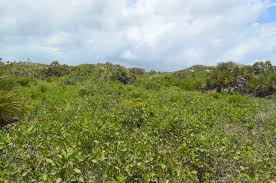 Image result for Croton inhambanensis