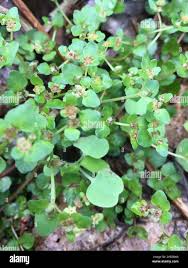 Image result for Chrysosplenium americanum
