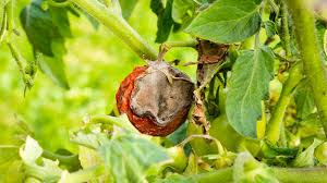 Image result for tomato seedling botrytis