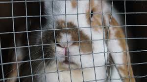 In this video i am going to remodel my bunny room & remake my. Rabbit Hutch Ideas Diy Projects Craft Ideas How To S For Home Decor With Videos