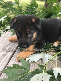 7,054 likes · 91 talking about this. Puppies For Sale In Michigan Petfinder