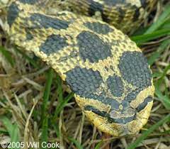 Eastern Hognose Snake Heterodon Platirhinos Hognose Snake Snake Western Hognose Snake