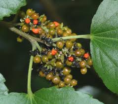 Image result for Trimeria