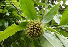 Image result for Costus lucanusianus