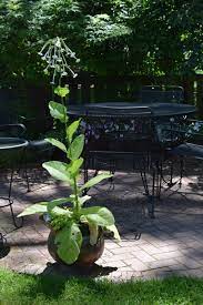 I have grown both varieties and they are lovely in the garden. Summer Containers For Shade My Year Of Living Dangerously But In A Boring Way Gardeninacity