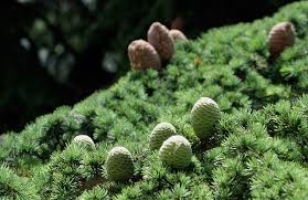 Libanoni cédrus (cedrus libani) libanoni cédrusok még alig hozzáférhetők nálunk. A Fold Egyik Legtobbre Becsult Faja A Libanoni Cedrus Titka Sokszinu Videk