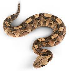 Sign up for free today! Viper Snake Facts Are Vipers Poisonous Dk Find Out