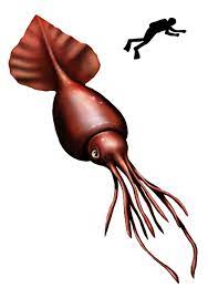 Colossal Squid Mesonychoteuthis Hamiltoni Can Reach 12 14 M 39 46 Ft Long Image C Citron Colossal Squid Megalodon Megalodon Sightings