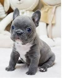 One of the benefits of having our dogs is to share the joy they bring with others. French Bulldog Puppies For Sale Graham Trace Lane Tx Bulldog Puppies French Bulldog Puppies Cute Animals