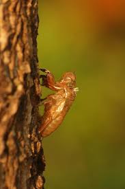 I thought i would do an entry here to explain the mystery. Oriental Medicine Researchers Study Efficacy Of Cicada Shells In Parkinson S Disease