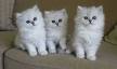 Silver British Shorthair Burmilla Hybrid - cats.oodle