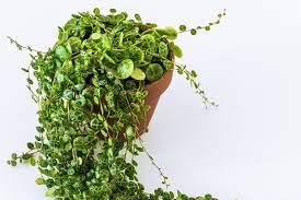 Image result for Tragia prostrata