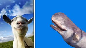 Jul 12, 2014 · another hillarious goat sim tutorial. Question How To Get Giant Goat Bikehike