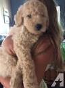 FAQ: Doods & Generations - Goldendoodles