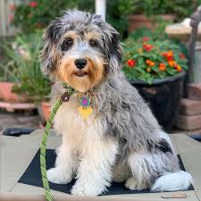 The second generation, known as f1b is an f1 cross bred with a miniature poodle. Bernedoodles Mini Moyen Size Bernedoodle And Aussiedoodles For Sale