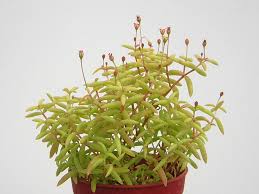 Image result for Crassula expansa