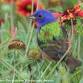 Conejo Valley Audubon: California Breeding Bird Atlas Bird Walk