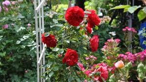 Alle rosen erkennt man durch ihre typischen. Rosen Im Kubel Zehn Fragen Und Antworten Mdr De