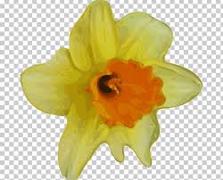 Ral colour closest to this. Flower Buttercup Yellow Png Clipart Amaryllis Family Buttercup Cliparts Real Flowers Color Common Dandelion Free Png