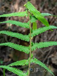 Image result for Cyclosorus striatus