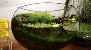 2 Month Old Half Moon Paludarium Jarrarium Terrarium Album On Imgur Indoor Water Garden Water Gardens Diy Terrarium