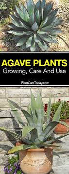 When small, they have a green rosette shape but can quickly grow into large also sometimes referred to as a blue agave cactus or tequila cactus, the plant gives its heart to make the popular liquor. Agave Plants Growing Care And Use In The Landscape And Indoors Agave Plant Plants Plant Care