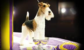 As a group, terriers have a record at westminster that even the most storied sports dynasties would covet. Terrier Group Westminster Dog Show Purina