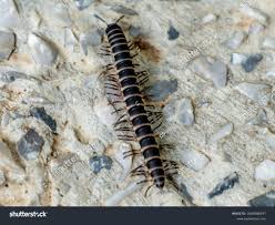 Image result for Oxyrhachis gracillima