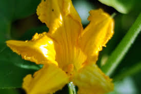 Anatomy botany flower parts lesson: The Summer Sex Life Of Squash How To Tell Between Male And Female Squash Blossoms Kitchn