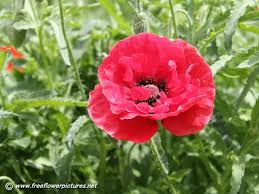 We did not find results for: Can You Grow Poppy Plants From Grocery Store Poppy Seeds Miss Chen Garden Manage Gfinger Is The Best Garden Manage App