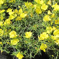 Image result for Emiliella drummondii