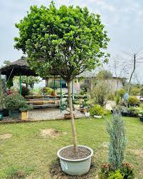 Image result for Murraya paniculata