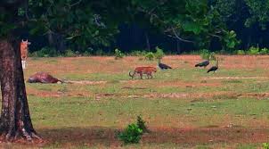 Kebun binatang simbahe / sang legenda harimau jawa. Sang Legenda Harimau Jawa Mungkinkah Masih Ada