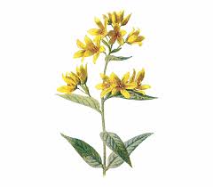 Aesthetic Nichememes Tumblr Flowers Yellow Wild Flowers Png Transparent Png Download 28484 Vippng aesthetic nichememes tumblr flowers