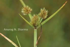 Image result for Cyperus fischerianus