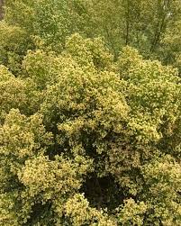 Image result for Commicarpus pilosus