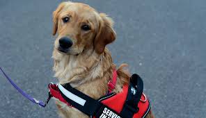 The Department Of Transportation S Recent Proposal Could Limit And Help Define The Type Of Service E In 2020 Emotional Support Animal Support Animal Emotional Support