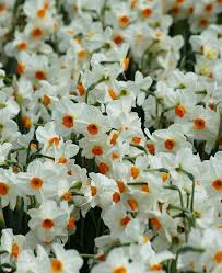 Narcissus Geranium Sweetly Fragrant With Up To Six 2 Flowers Per Stem This Outward Facing Award Winning Heirloo Bulb Flowers Narcissus Flower Daffodil Bulbs