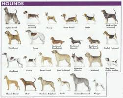 Dogs That Are Purebred Part 1 Steemit