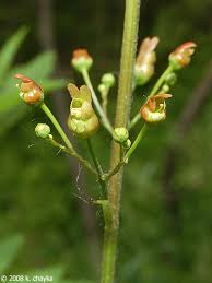 Image result for Polysphaeria lanceolata